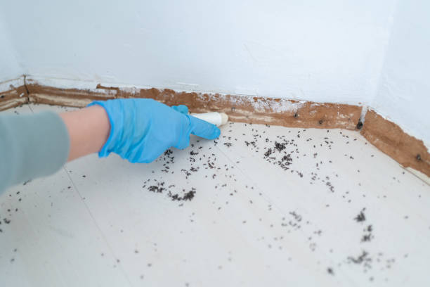 Best Cockroach Control Services  in Russells Point, OH