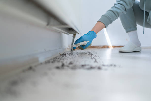 Best Ant Control Services  in Russells Point, OH